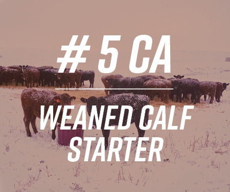 #5 CA Weaned Calf Starter